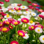 Colourful-combination-of-flowers-free-license-CC0-980x652