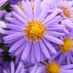 blume
