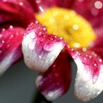 blume2