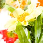 blumen-bunt
