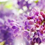 blumen-lila