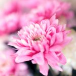 blumen-rosa