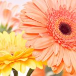 blumen3