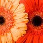 blumen4