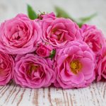 rosen