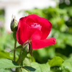 rosen-rot