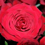 rosen-rot2