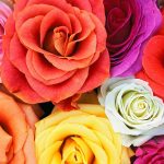 rosen2