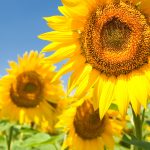 sonnenblumen