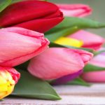 tulpen