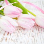 tulpen2